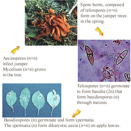 Gymnosporangium life cycle