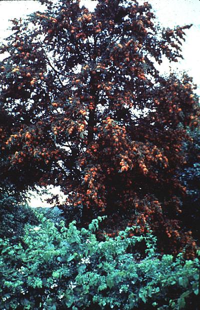 Gymnosporangium on juniper trees