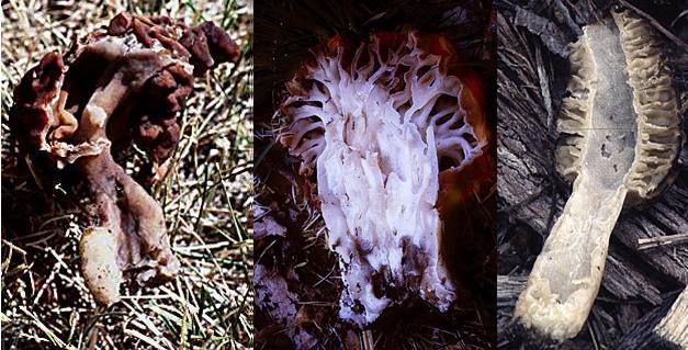 Gyromitra esculenta G. caroliniana  and Morchella longitudinal sections