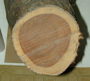 Undecayed juniper log. Heartwood in the center is dark; sapwood on the outside is light