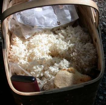 basket of abundant Hericium