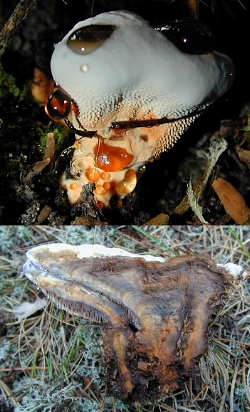 H. caeruleum pigments