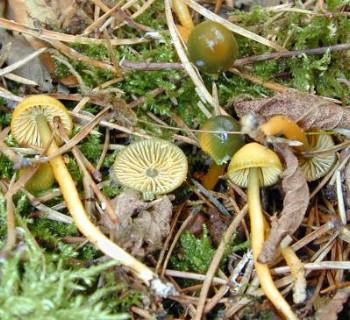 Hygrocybe psittacina, the parrot mushroom