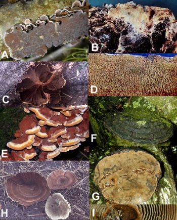 Hymenochaetaceae, A= Hymenochaete, B=Asterostroma, C=Stiptochaete D=Hydnochaete, E=Inonotus, F, G=Phellinus, H, I=Coltricia