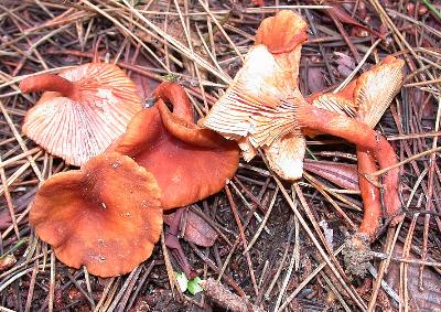 Lactarius rubidus, candy caps