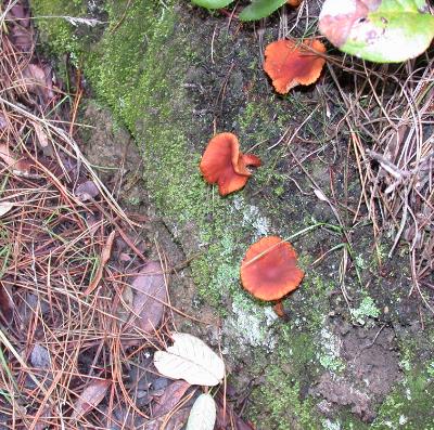 Lactarius rubidus on a road cut