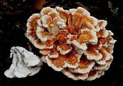 Laetiporus cincinnatus