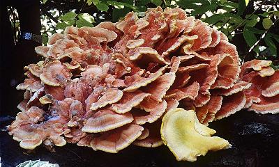 Laetiporus sulphureus rosette form growing on the top of a log