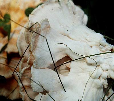 Laetiporus cincinnatus pores