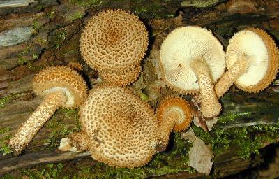 Leucopholiota decorosa