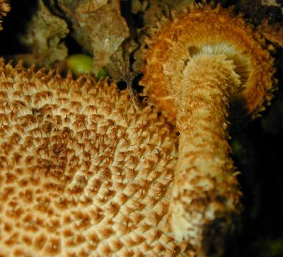 closer view of Leucopholiota decorosa