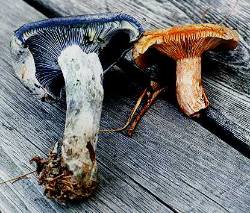 Lactarius indigo and something near L. deliciosus