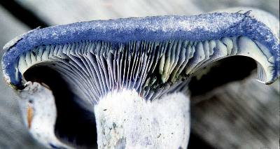 Lactarius indigo