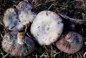 Lactarius paradoxus from Mississippi