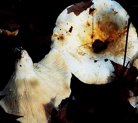 Lactarius piperatus -- note the white latex