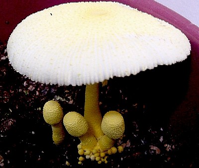 Leucocoprinus young and old