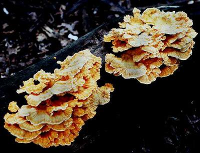 shelf form of Laetiporus sulphureus