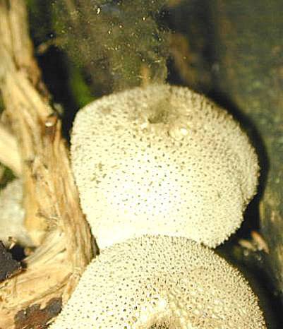 Lycoperdon pyriforme puffing