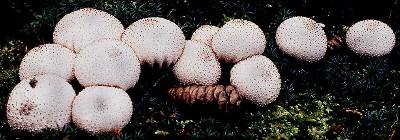 Lycoperdon pyriforme before puffing