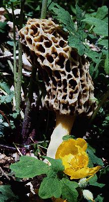 morel with celandine poppy