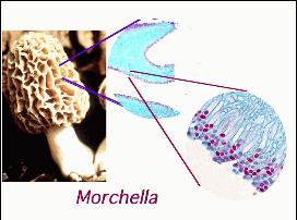 Morel composite view