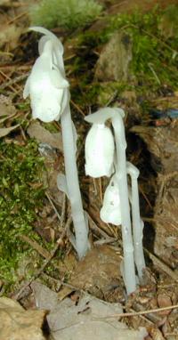 Monotropa uniflora, the ghost plant