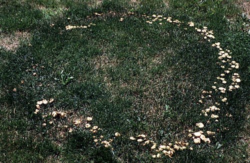 Marasmius oreades fairy ring