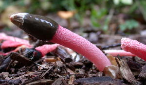 Mutinus in mulch