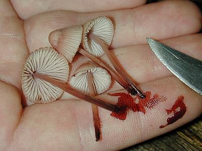 Mycena haematopus with Dan Czederpiltz's hand-- check for fingerprints!