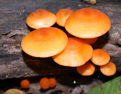 Beautiful specimens of Mycena leaiana