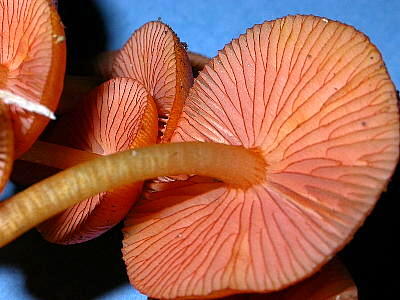 more gills of Mycena leaiana