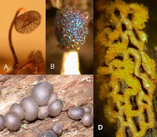 A=Dictydium cancellatum, B=Diachea brilbrilosa, (both sporangia, pix by Nik Zitomer) C=Lycogala epidendrum (aethallia), D=Hemitrichia serpula (plasmodiocarp)