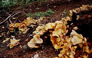 Omphalotus olearius