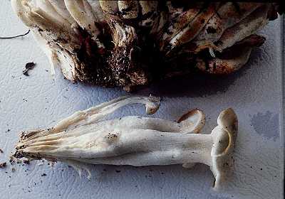 Pleurotus elongatipes