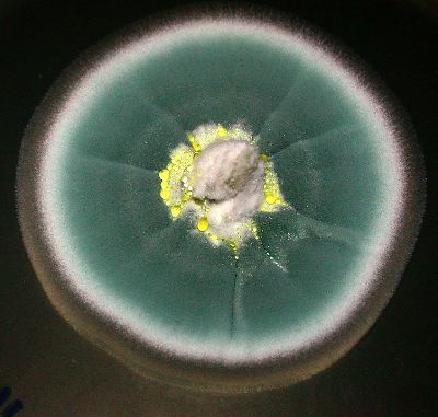 Penicillium chrysogenum colony (a direct descendent of Fleming's strain), with yellow chrysogenin pigment droplets, an indicator of good penicillin yields