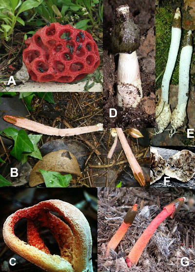 many Phallales species-- stinkhorns-- A=Clathrus??, photo by Jim Cerullo B=Lysurus mokusin, photo by Ian Heidt, C=Clathrus, photo by Diane Derouen, D=Phallus impudicus E=Mutinus, F=<i>Protubera</i>, a stinkhorn that never opens, G=Phallus rubicundus