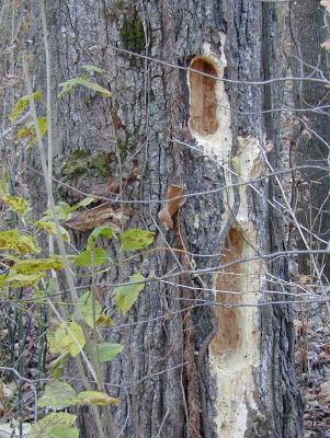 woodpecker holes made possible by wood decay fungi