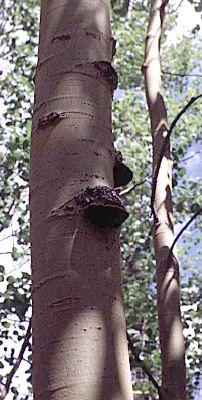 Phellinus tremulae on Populus tremuloides (Quaking aspen) in Colorado