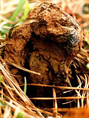 Pisolithus tinctorius, old stage