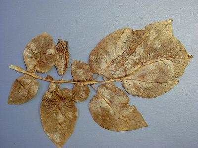 infected potato leaf