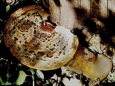 Polyporus squamosus on an elm tree