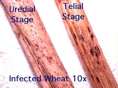 Puccinia graminis on wheat