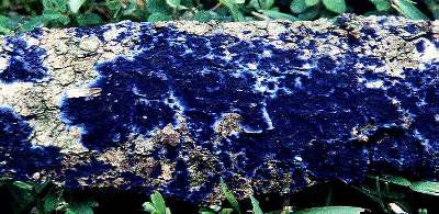 Pulcherricium caeruleum