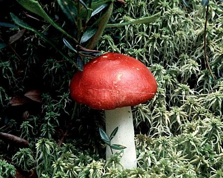 Russula emetica