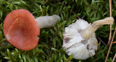 faded Russula emetica (note slug damage on the gills) from northern Wisconsin, photo by Dan Czederpiltz