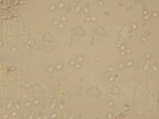 Saccharomyces cerevisiae yeast cells budding you Happy Holidays