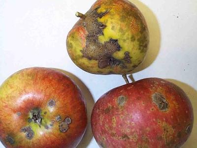 apple scab, caused by Venturia inaequalis-- photo by Debby Hanmer of UW-La Crosse