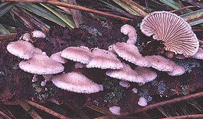 Schizophyllum tops and underside