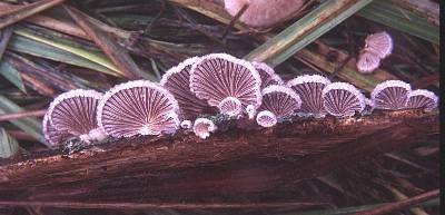 Schizophyllum commune