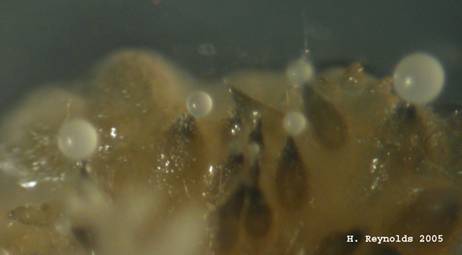 conidia of Scorias spongiosa in liquid droplets exuding from its flask-shaped pycnidia